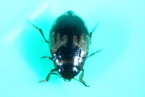 Hydroglyphus geminus
